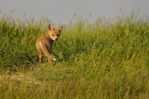 istock Cute red fox cub in the grass - Vulpes vulpes 1320500351