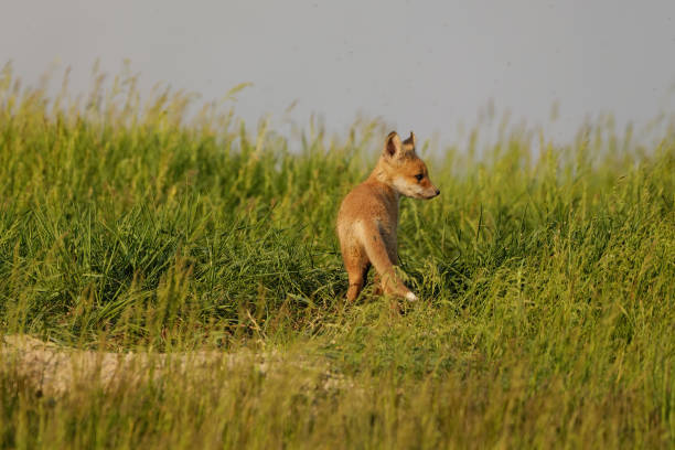 istock Cute red fox cub in the grass - Vulpes vulpes 1320500408
