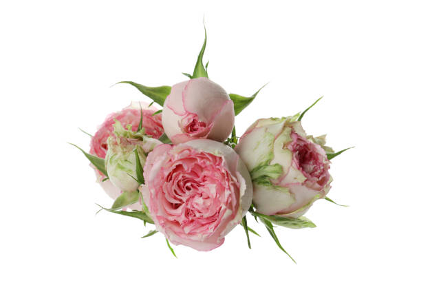 istock Beautiful roses flowers isolated on white background 1320500706