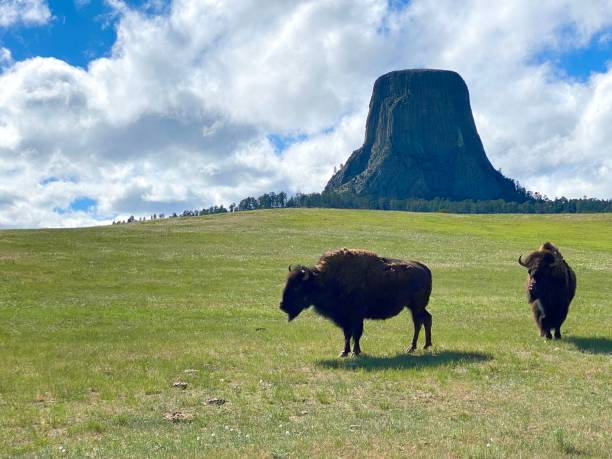 buffalo à devils tower wyoming - wyoming landscape american culture plain photos et images de collection