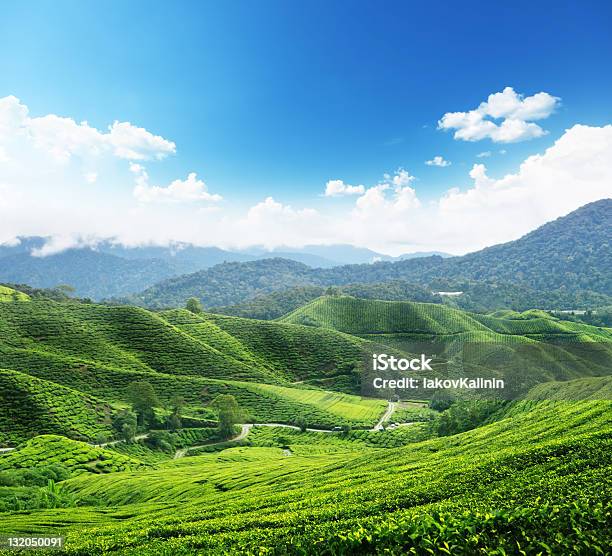 Plantacji Herbaty Cameron Highlands Malezja - zdjęcia stockowe i więcej obrazów Azja - Azja, Bez ludzi, Dolina