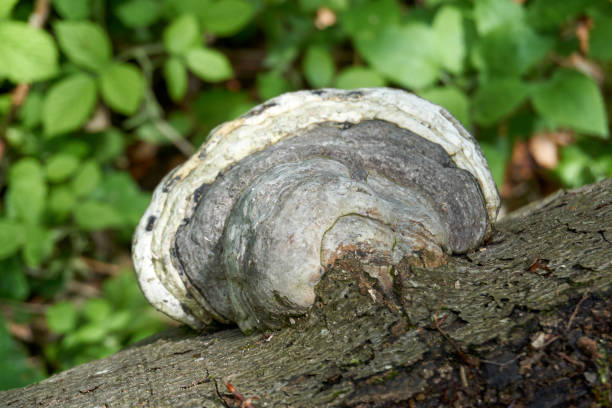 istock big round white black mushroom on a tree trunk 1320501663