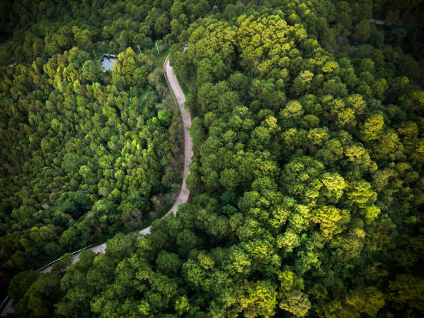 disparo aéreo sobre una carretera en el bosque. - thailand forest outdoors winding road fotografías e imágenes de stock