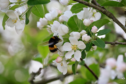 Close-up of a bumblebee between apple tree blossoms