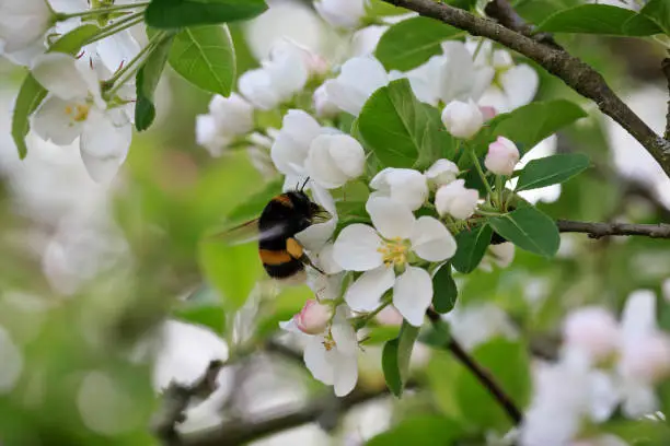 Daytime sideview close-up of a bumblebee inside apple tree blossom (´malus pumila´) in springtime