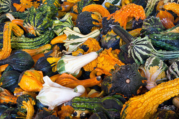 Carnival squash stock photo