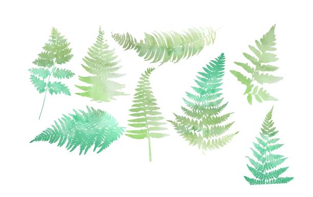 ilustrações, clipart, desenhos animados e ícones de feche 8 folhas de samambaia isoladas no fundo branco. - fern stem bracken leaf