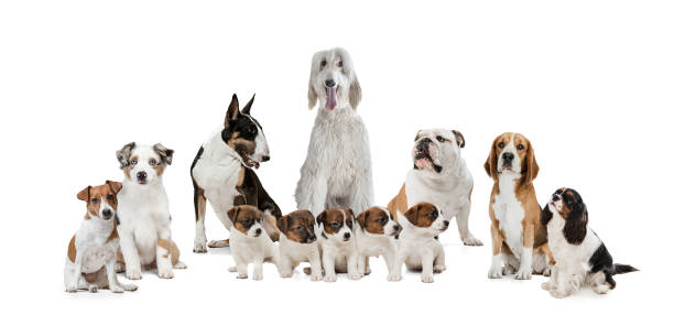 istock Art collage made of funny dogs different breeds posing isolated over white studio background. 1320505101