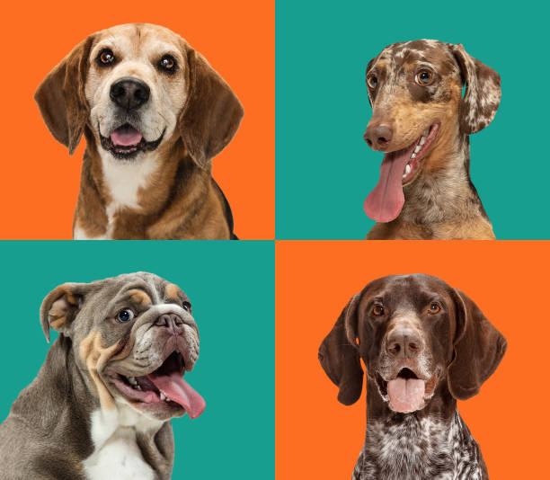 istock Art collage made of funny dogs different breeds on multicolored studio background. 1320505104