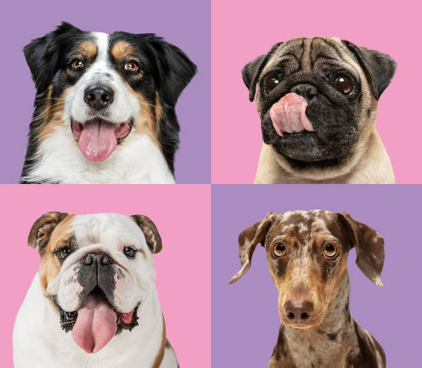 istock Art collage made of funny dogs different breeds on multicolored studio background. 1320505107