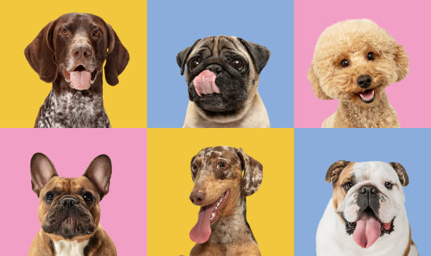 istock Art collage made of funny dogs different breeds on multicolored studio background. 1320505110