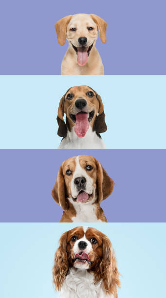 istock Art collage made of funny dogs different breeds on multicolored studio background. 1320505120