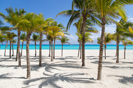 A beautiful beach with white sand, turquoise sea, and palm trees.