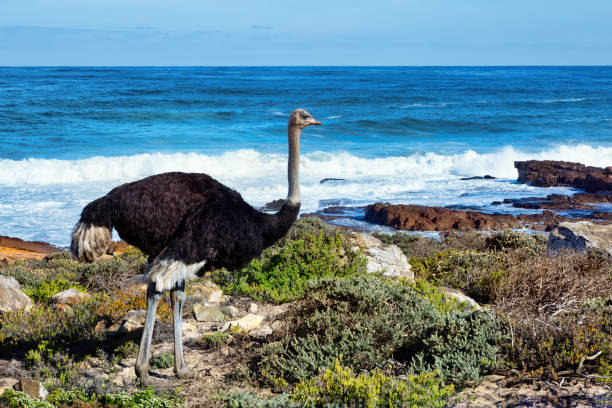 istock Ostrich standing by the sea 1320505278