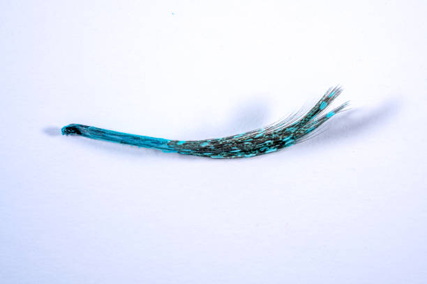 istock Bird feather photographed in detail with light plain background 1320505328
