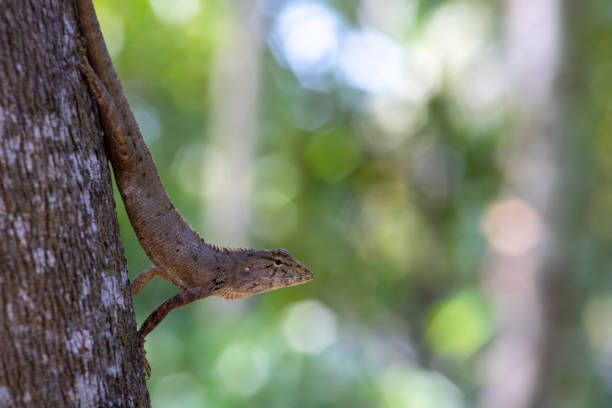 istock Lizard climbing on tree. Gila thai on nature background. 1320507875
