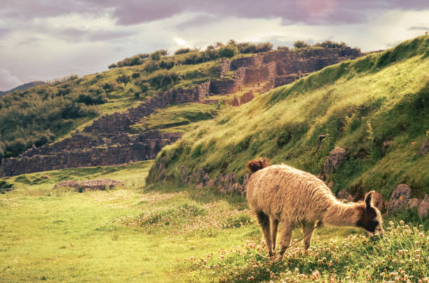 A llama in Sacsayhuaman Inca archaeological site in Cusco
