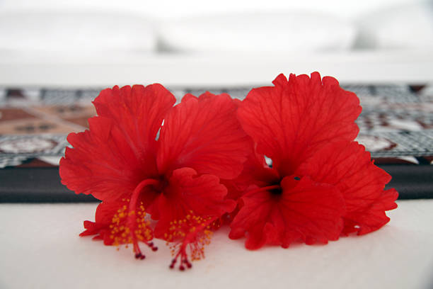 Hibiscus - Soft Focus