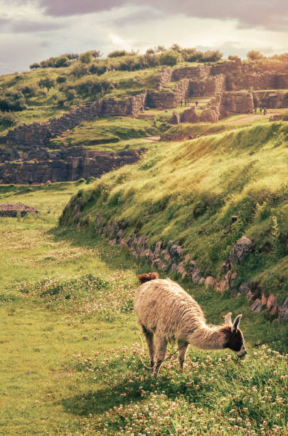 istock A llama in Sacsayhuaman Inca archaeological site in Cusco 1320509061