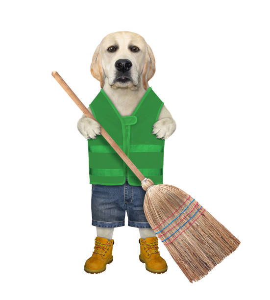 istock Dog labrador stands with straw broom 2 1320509359