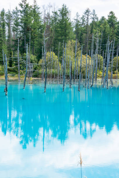 istock Fresh green early summer blue pond in Biei 1320509582