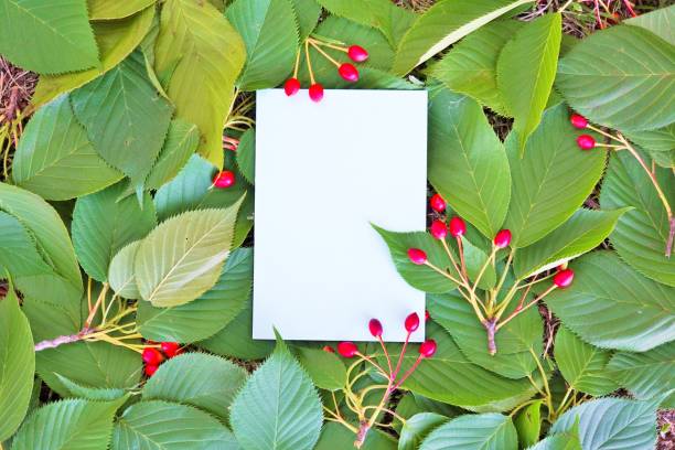 istock A mockup of a blank rectangular card placed on the paved Yoshino cherry blossom leaves and fruits 1320509736