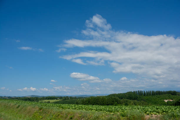 Summer green vegetable field and blue sky