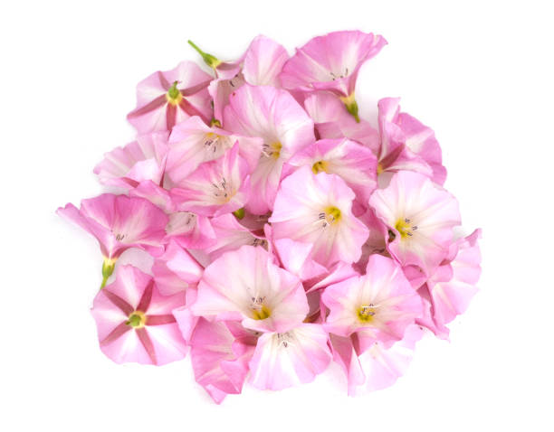 istock White pink Morning Glory Flowers bunch on white 1320510374