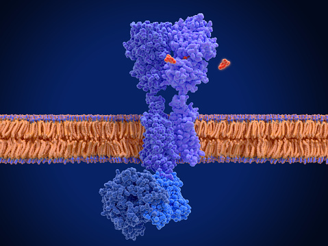GABA B receptors  are G protein-coupled receptors, also called metabotropic receptors.  Binding of  an agonist (baclofen, red) leads to a G-protein coupled C-AMP signaling pathway. Source: PDB entries 7eb2, 6r3q,.