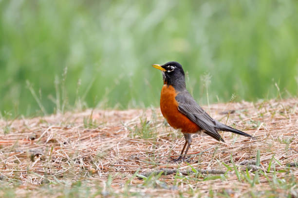 istock American Robin stands in grass. 1320513585
