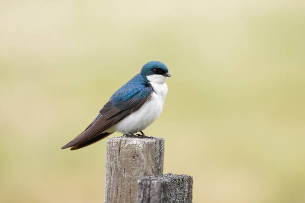 istock Side view of a small tree swallow. 1320513588