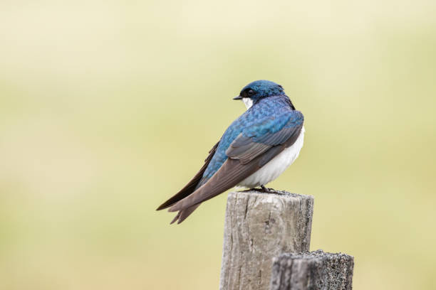 istock Tree swallow looks back the other way. 1320513590