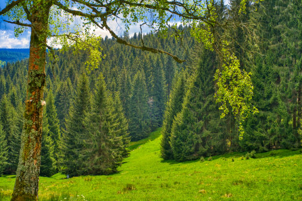 istock hiking in the Thuringian Forest 1320514516