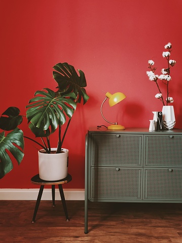 Plants and other object in front of red wall