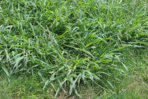 Lawn is overrun with crabgrass weeds, broadleaf weeds in lawn, weed control needed in lawn