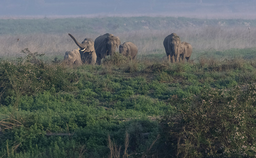 Herd of indian elephant (Elephas maximus indicus) at jim corbett national park