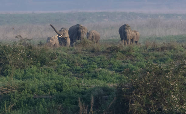 Herd of indian elephant at jim corbett national park stock photo