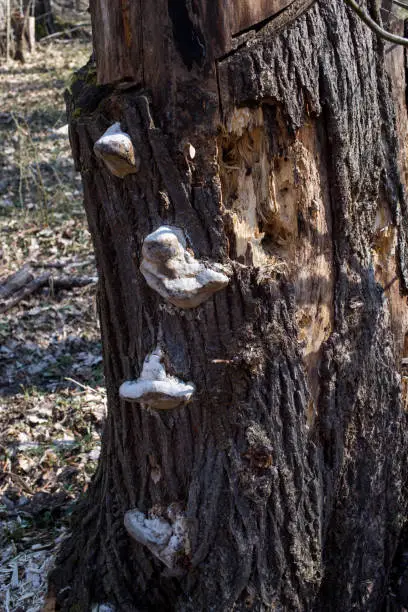 Photo of White mushrooms on a tree bark in the woodland, Fruska gora.