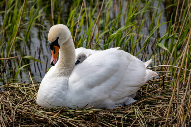 istock A Swan with a Cygnet Nuzzled Beneath her Feathers 1320516699