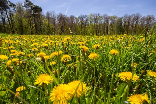 Dandelion spring flowerfield at a forest in the Franconian Heights, Bavaria, South Germany