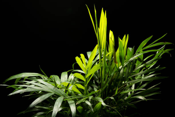 istock Chamaedorea palm with black background 1320517077