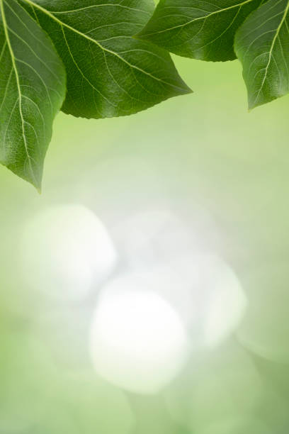 istock Spring background with leaves. Summer background with green foliage. 1320517243