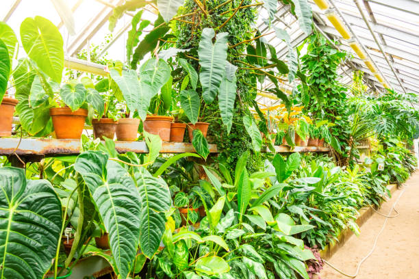 istock Pots with decorative deciduous tropical plants in a greenhouse garden. 1320517266