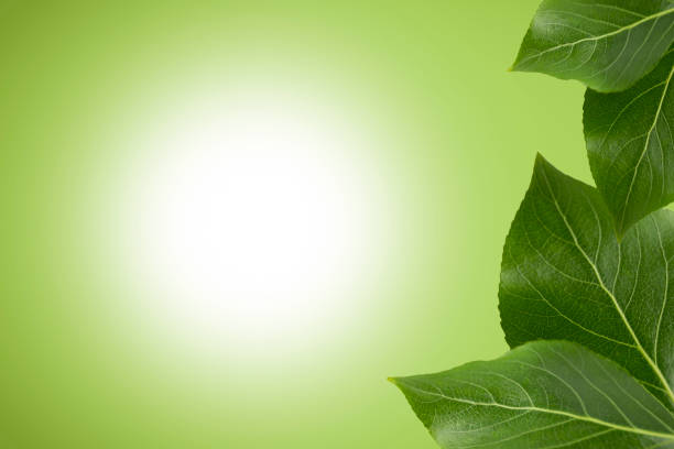 istock Spring background with leaves. Summer background with green foliage. 1320517267