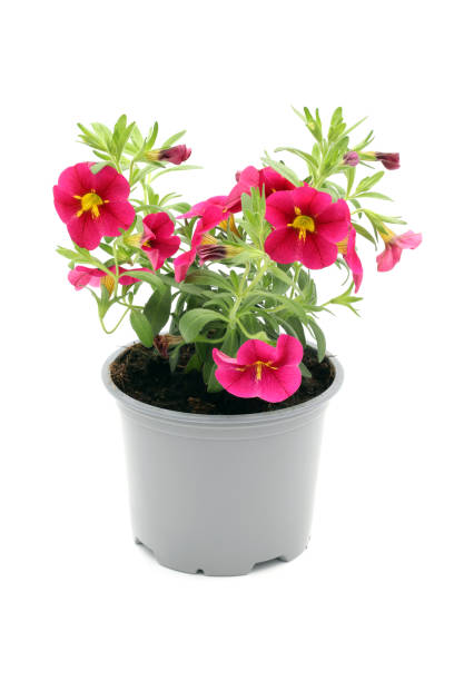 istock pink Calibrachoa petunia blossom. isolated on white background. 1320518229