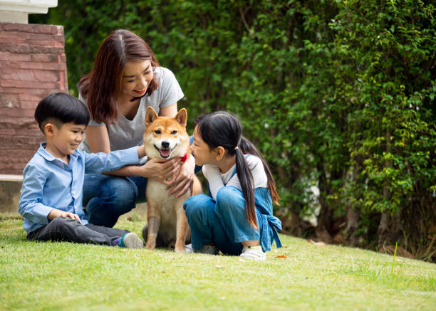 azjatycka matka i dwoje dzieci siedzących i bawiących się razem z psem shiba inu w publicznym parku. szczęśliwa rodzina i zwierzę domowe - asian ethnicity male park men zdjęcia i obrazy z banku zdjęć