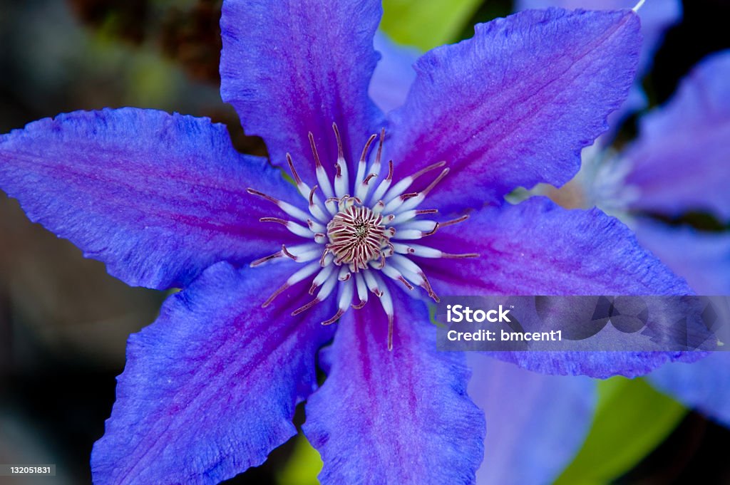 Blu brillante Clematide - Foto stock royalty-free di Bellezza