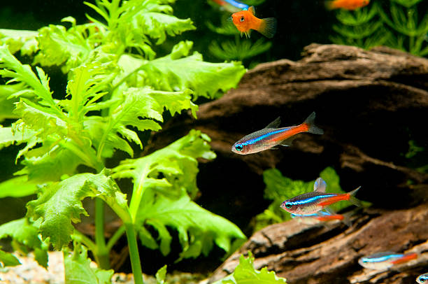istock Aquarium Fish, Neon Tetra, Characidae 132051832