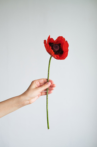 Red poppy in the hands of a girl on a light background. Memorial Day, Remembrance Day. Red poppy flower closeup international symbol of peace