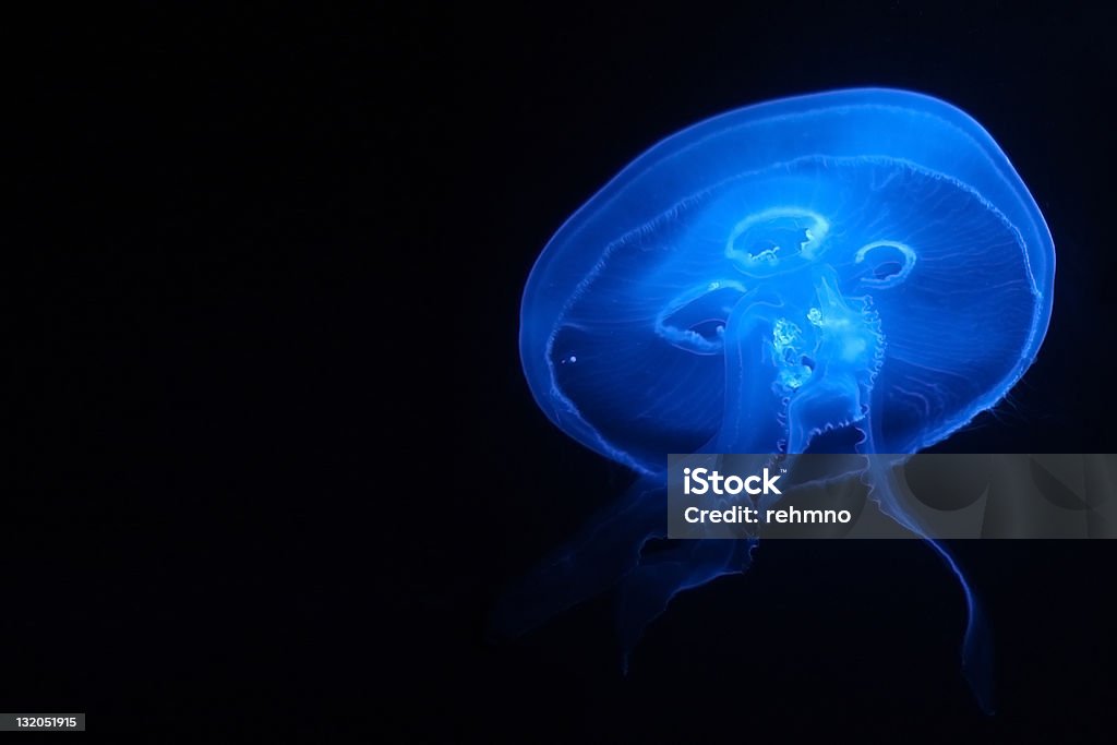 A bioluminescent undersea jelly fish Single, blue glowing jelly fish Jellyfish Stock Photo